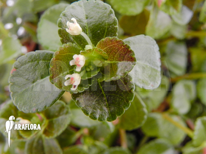 Pilea aff nummulariifolia