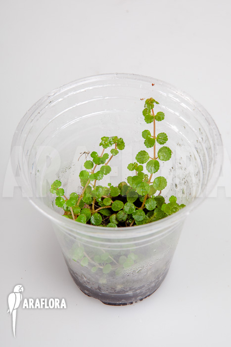Pilea depressa ‚Starter‘