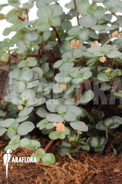Pilea glauca