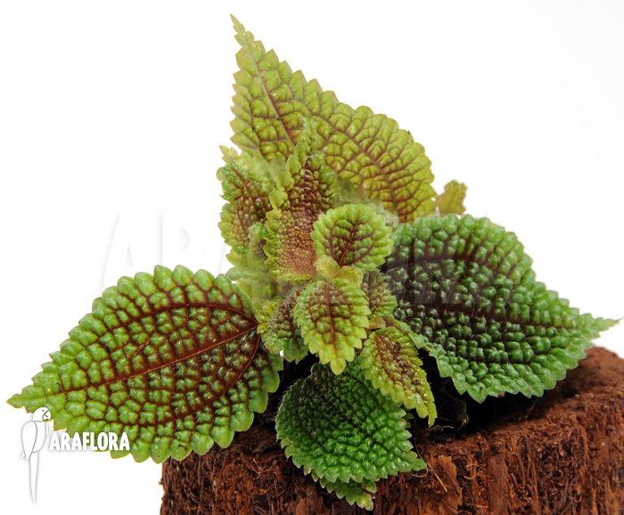 Pilea involucrata