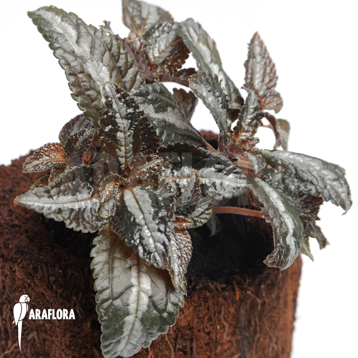 Pilea involucrata ‚Liner‘