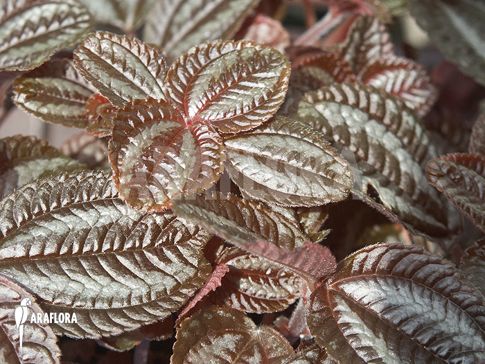 Pilea involucrata ‚Liner‘