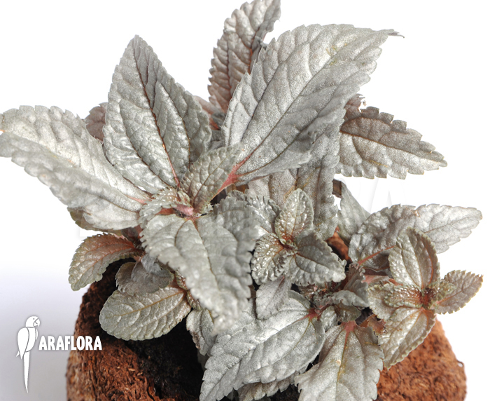 Pilea involucrata ‚Silver‘