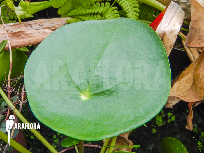 Pilea peperomioides