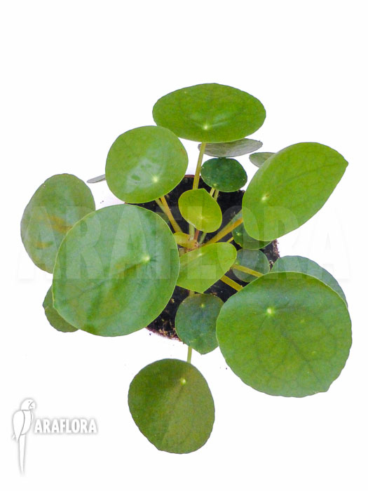 Pilea peperomioides Starter
