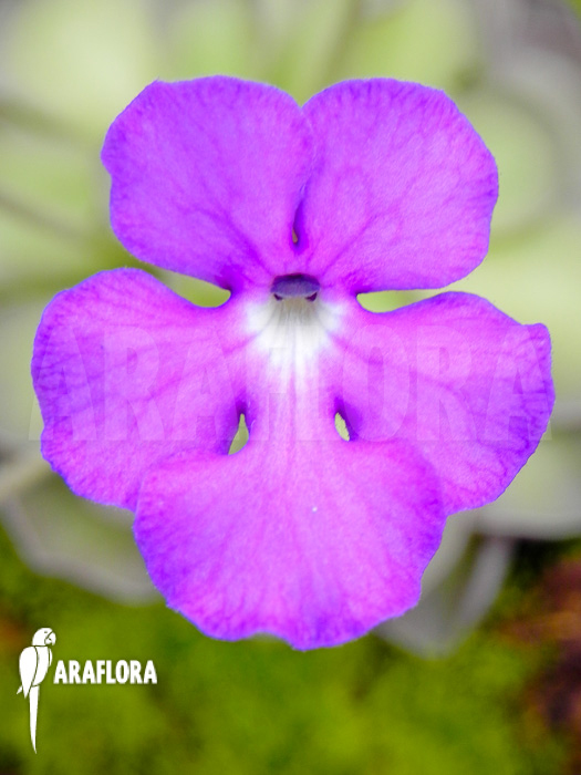 Pinguicula cyclosecta flower
