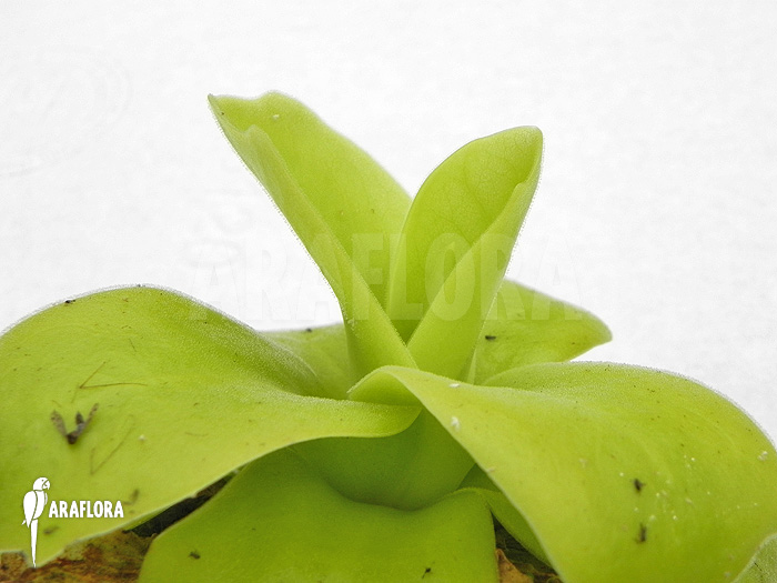 Pinguicula gigantea