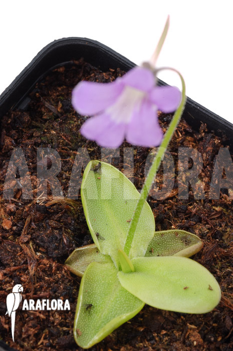 Pinguicula grandiflora