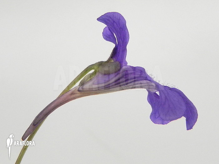 Pinguicula grandiflora ‚Flower‘