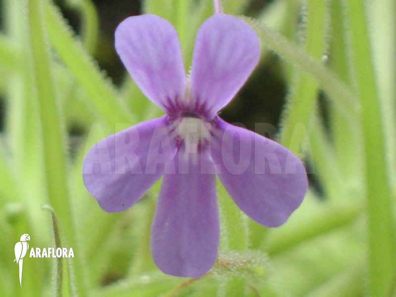 Pinguicula gypsicola