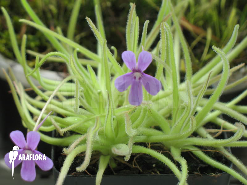 Pinguicula gypsicola