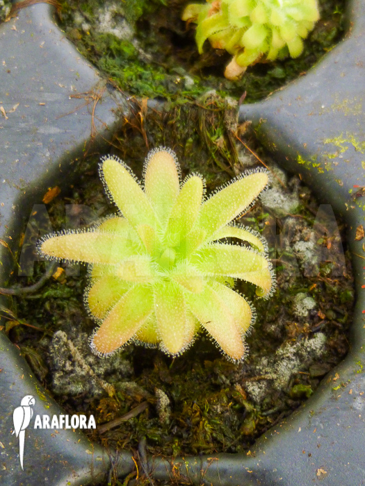 Pinguicula gypsicola starter