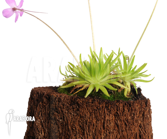 Pinguicula gypsicola x moctezumae