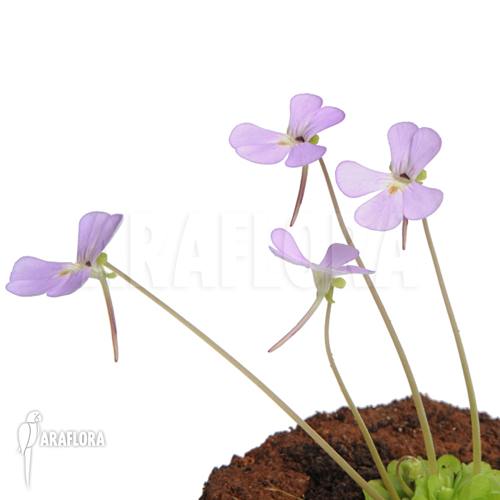 Pinguicula jaumavensis