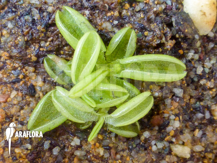 Pinguicula lusitanica