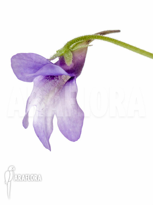 Pinguicula macroceras