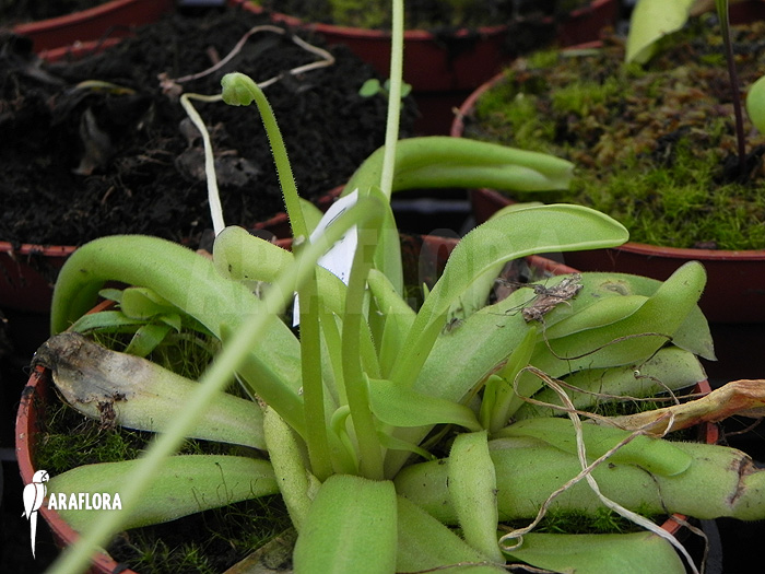 Pinguicula moctezumae x ‚Gigantea‘