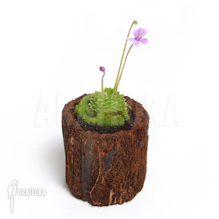 Pinguicula moranensis