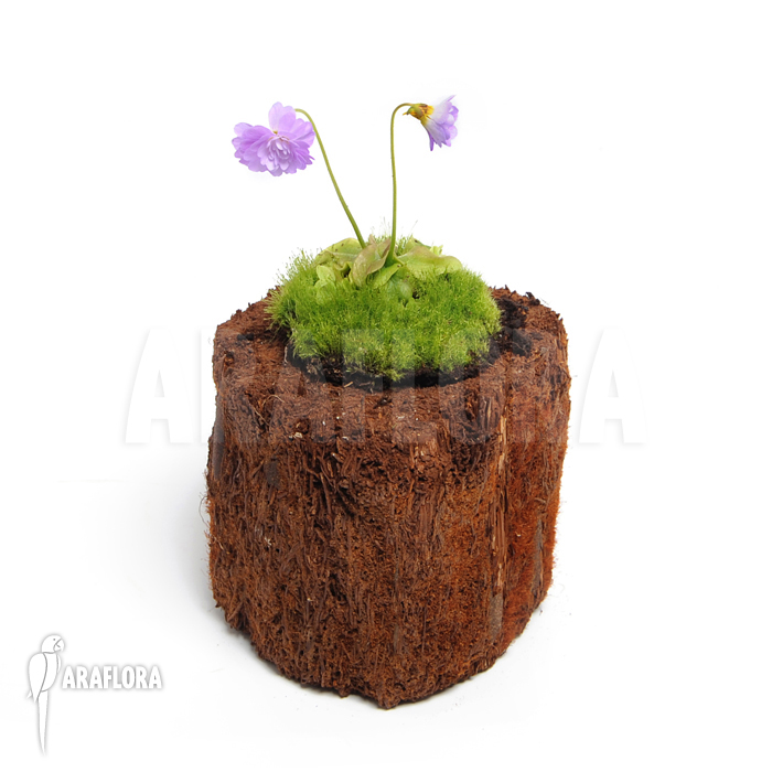 Pinguicula primuliflora ‚Rose‘