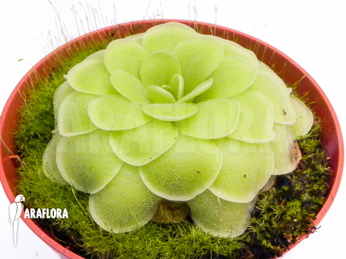 Pinguicula x ‚Tina‘
