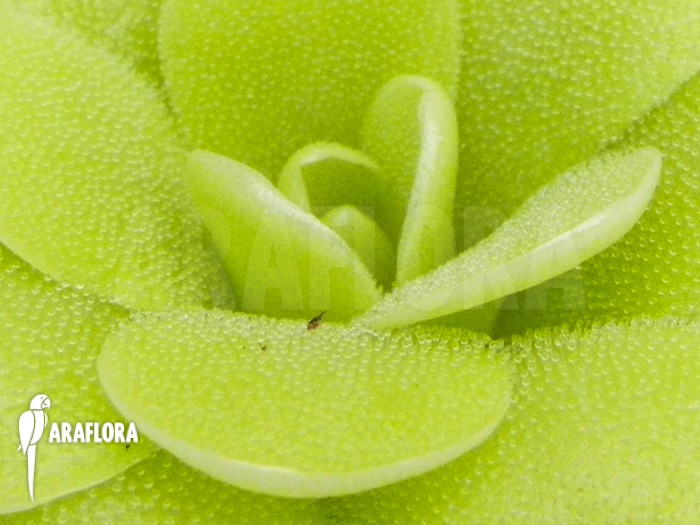 Pinguicula x ‚Tina‘