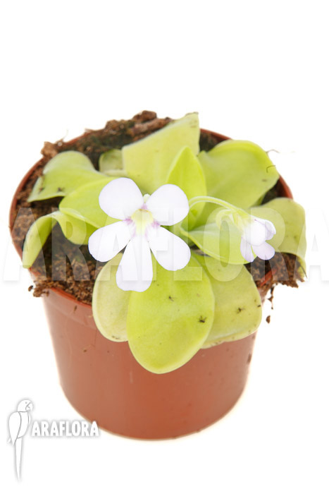 Pinguicula x ‚Weser‘ ‚Alba‘