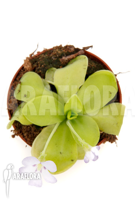 Pinguicula x ‚Weser‘ ‚Alba‘