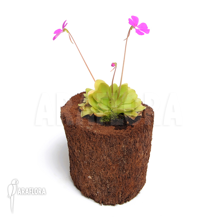 Pinguicula x ‚Weser‘