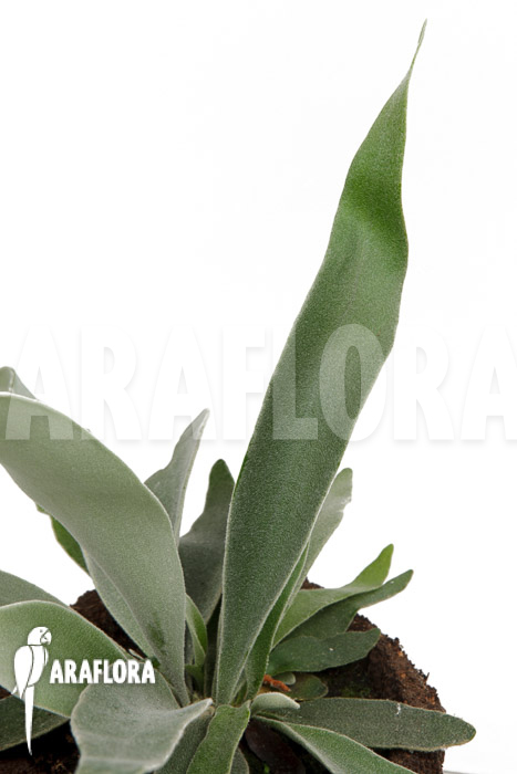 Platycerium veitchii ‚M‘