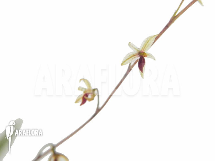 Platystele misera flower