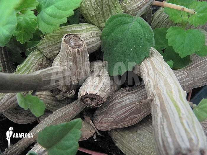 Plectranthus ernstii