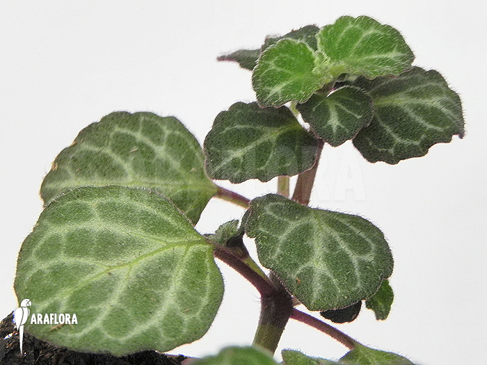 Plectranthus oertendahlii
