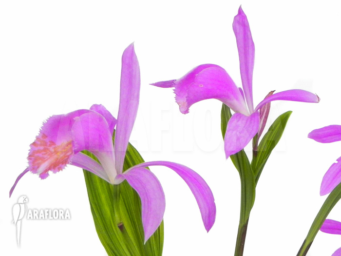 Pleione formosana purple