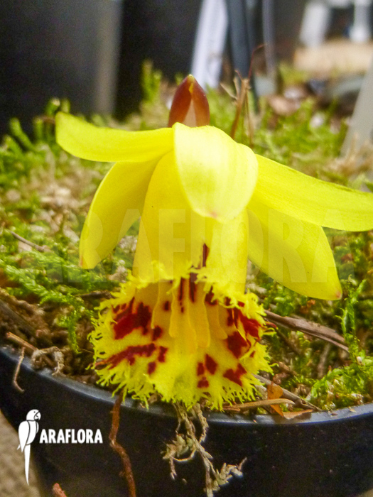 Pleione forrestii
