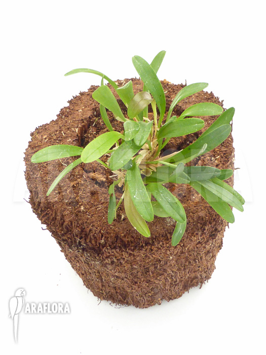 Pleurothallis costaricensis