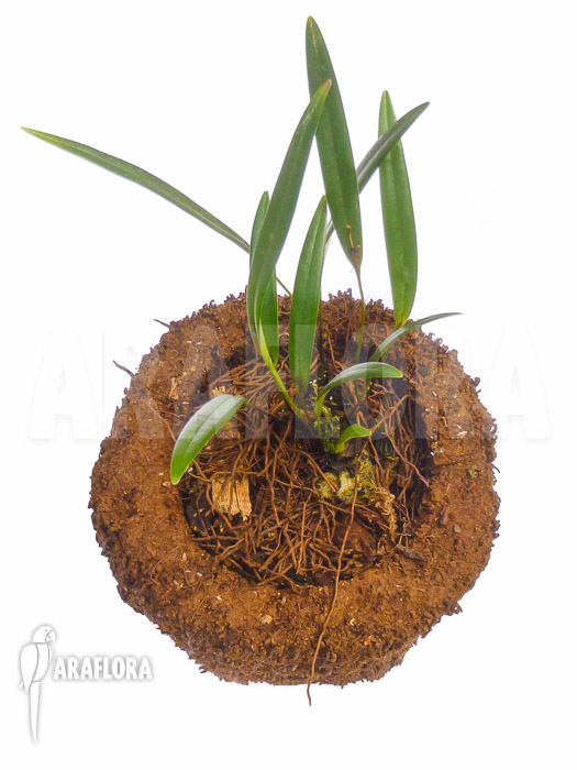 Pleurothallis hemirhoda