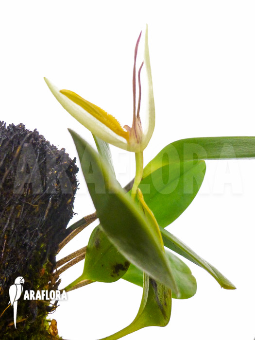 Pleurothallis hemirhoda
