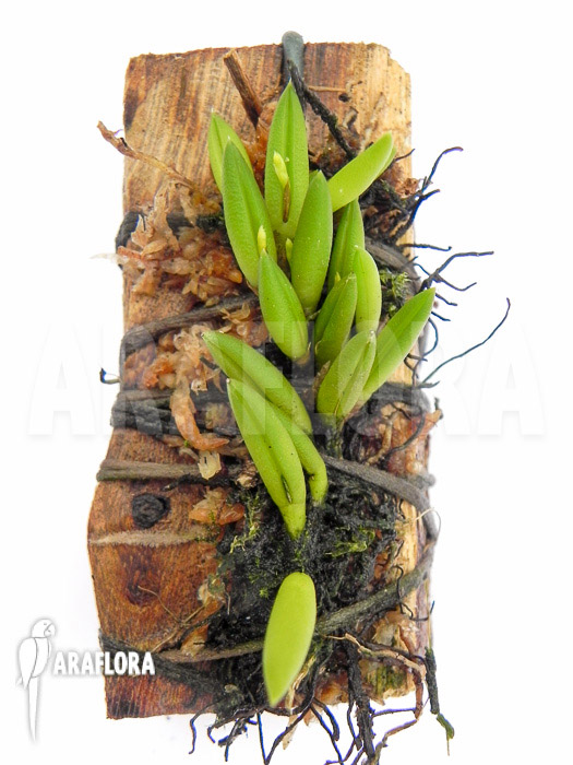 Pleurothallis leptotifolia ‚on wood‘