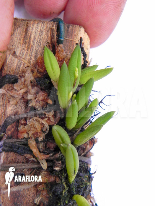 Pleurothallis leptotifolia ‚on wood‘