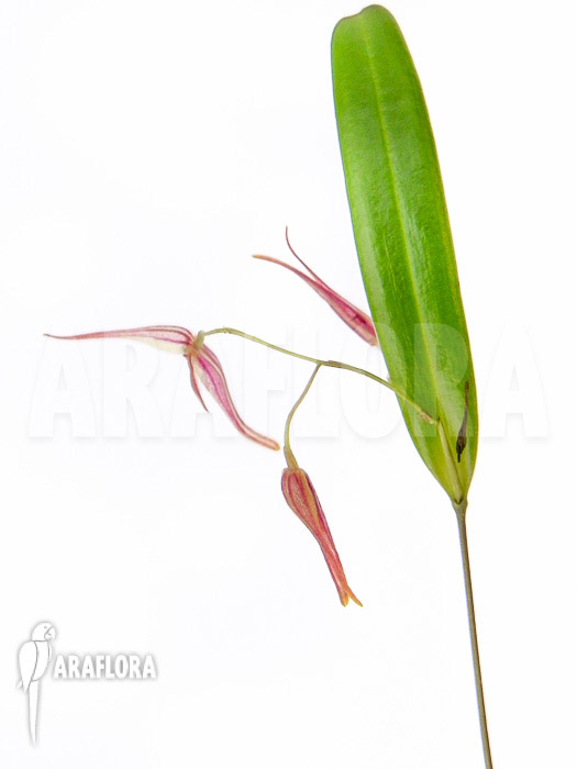 Pleurothallis luctuosa ‚Starter‘