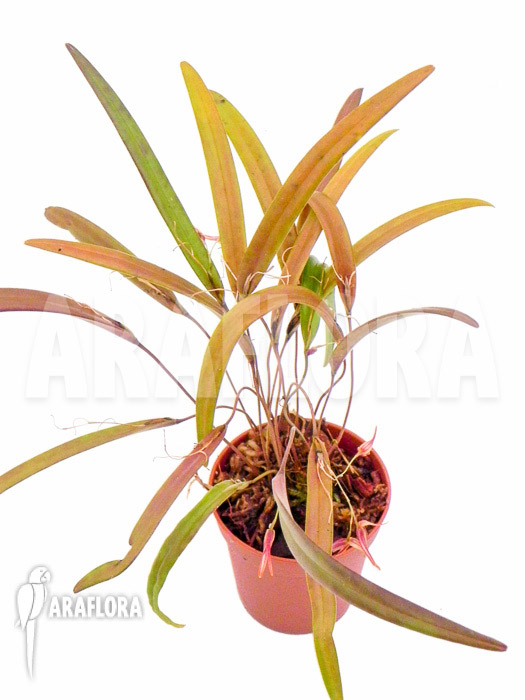 Pleurothallis luctuosa ‚Starter‘