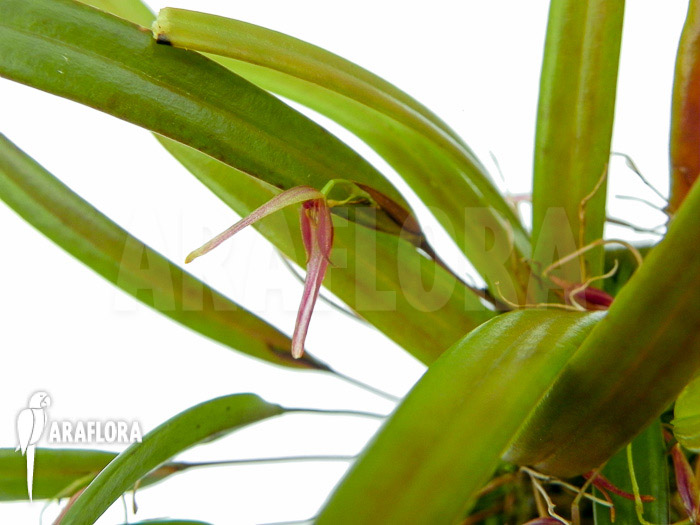 Pleurothallis luctuosa ‚Starter‘