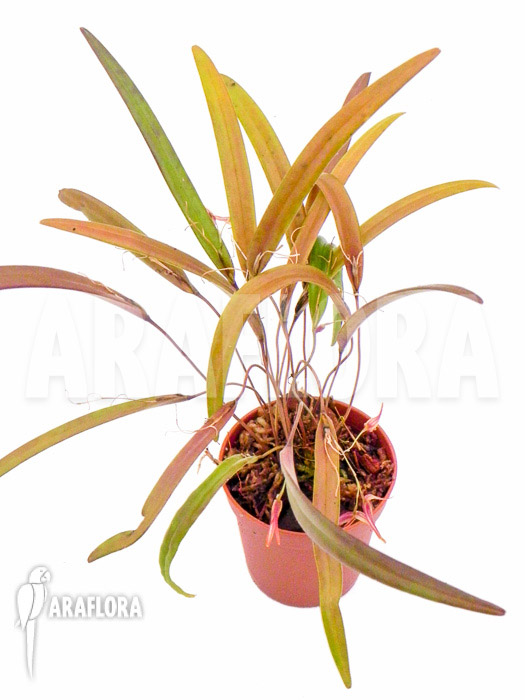 Pleurothallis luctuosa ‚Starter‘