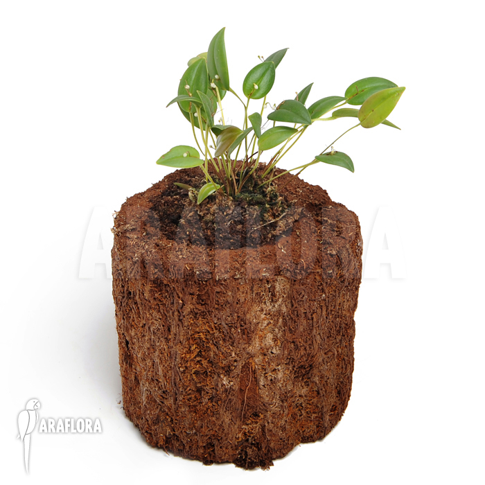 Pleurothallis niveoglobula