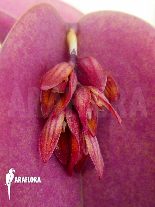 Pleurothallis prolifera