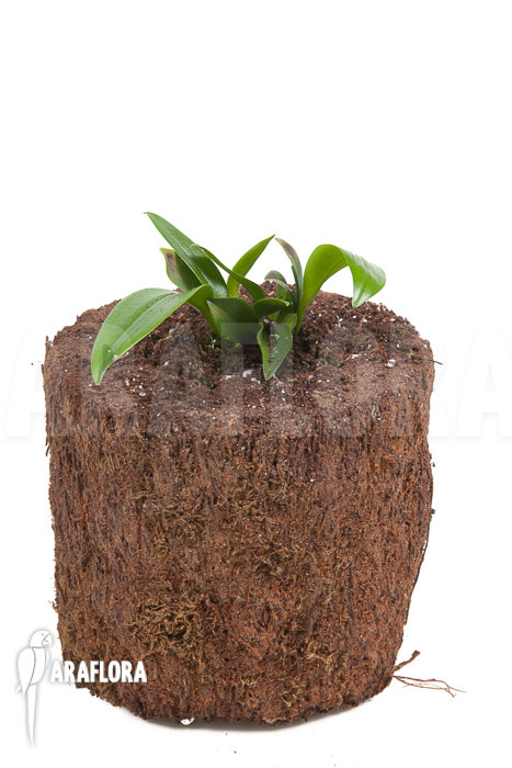 Pleurothallis renieana ‚M‘