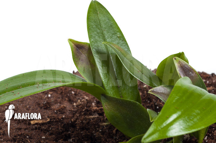 Pleurothallis renieana ‚M‘