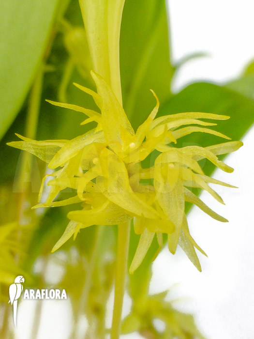 Pleurothallis ruscifolia