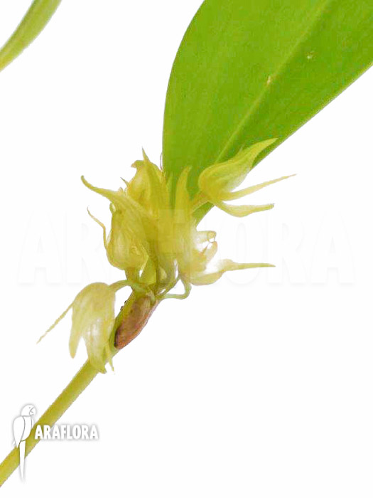 Pleurothallis ruscifolia