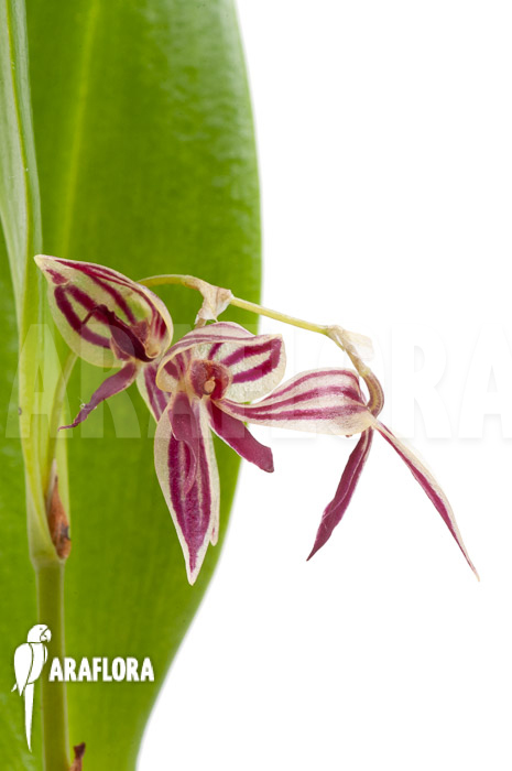 Pleurothallis secunda